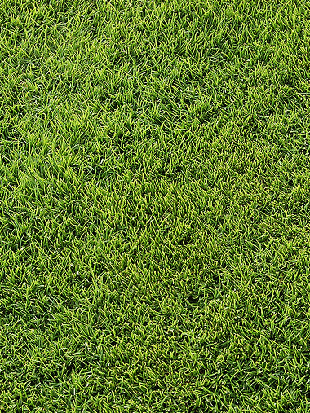 Bermudagrass
